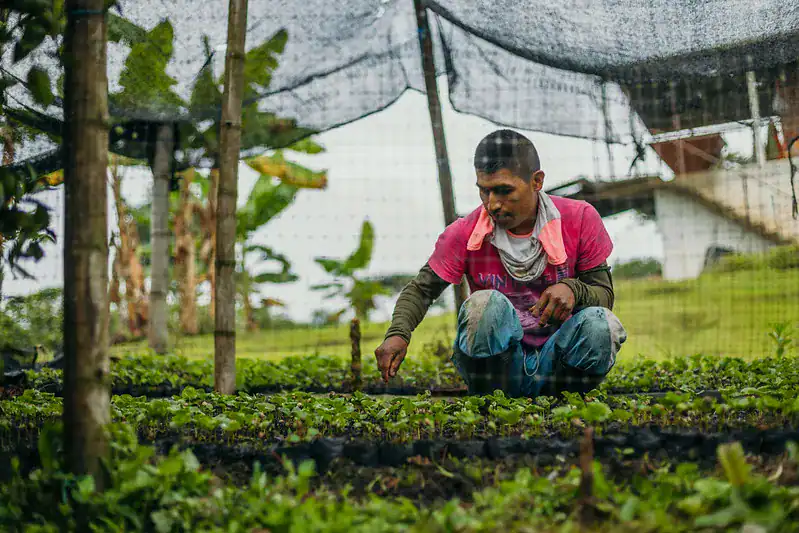 Meet Dulima — the Coffee Behind Your Morning 1 Colombia Dulema Coffee – man tending to the seedlings