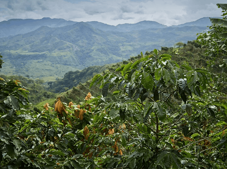Processing Coffee Beans